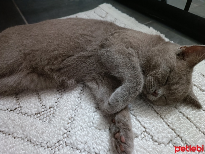 British Shorthair, Kedi  Miyaa fotoğrafı