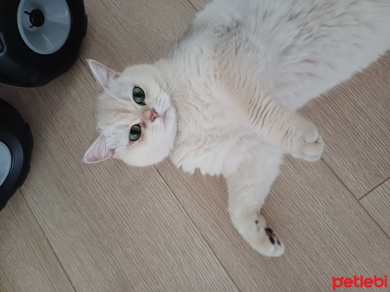 Scottish Fold, Kedi  Tombi fotoğrafı