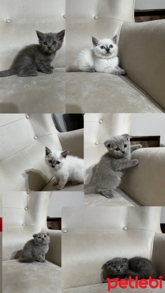 Scottish Fold, Kedi  Bitolar fotoğrafı