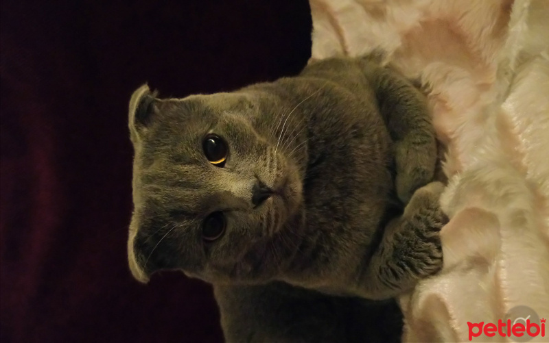 Scottish Fold, Kedi  Pars fotoğrafı