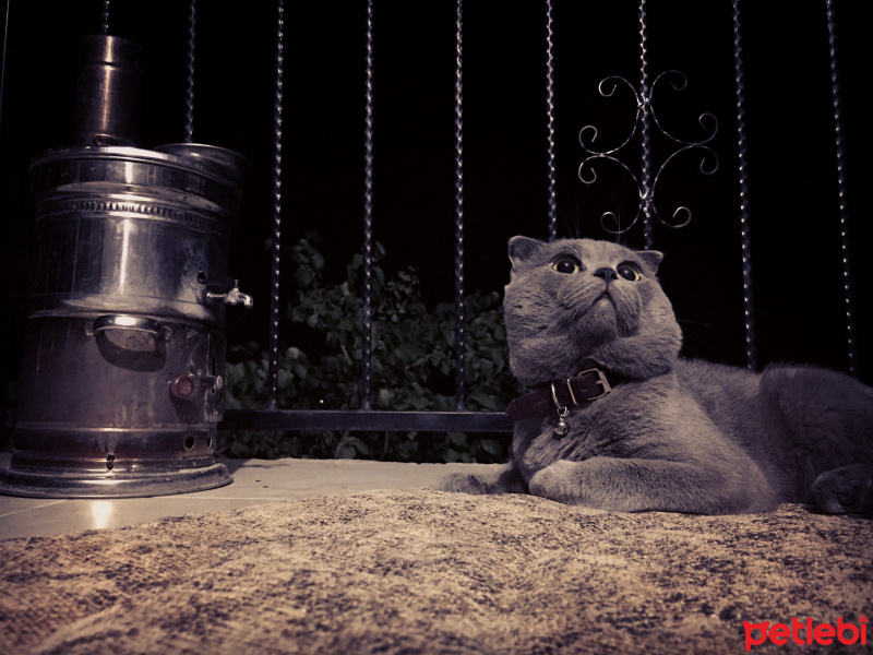Scottish Fold, Kedi  Pars fotoğrafı