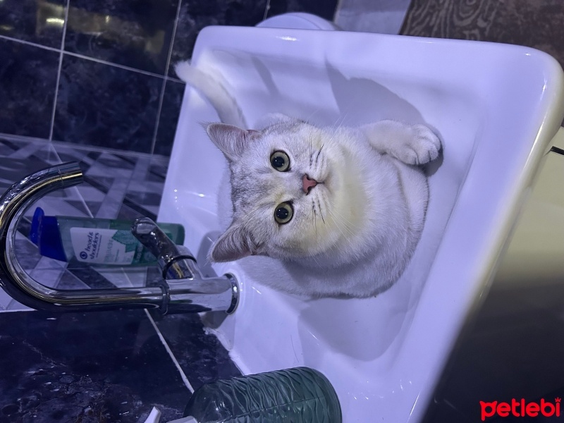 British Shorthair, Kedi  Piko fotoğrafı
