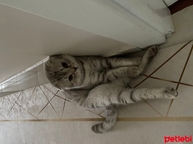 Scottish Fold, Kedi  Alfa fotoğrafı