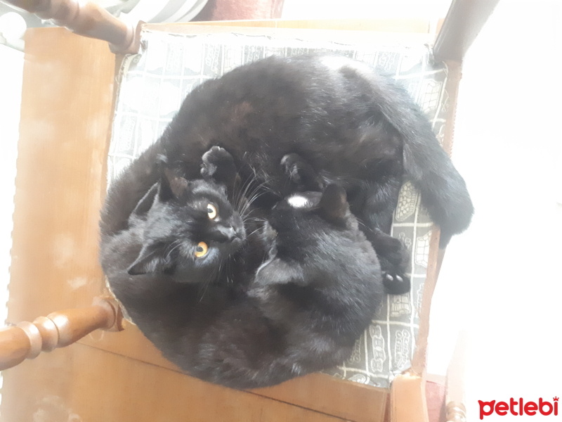 Tekir Kedi, Kedi  Daisy ve samuray fotoğrafı