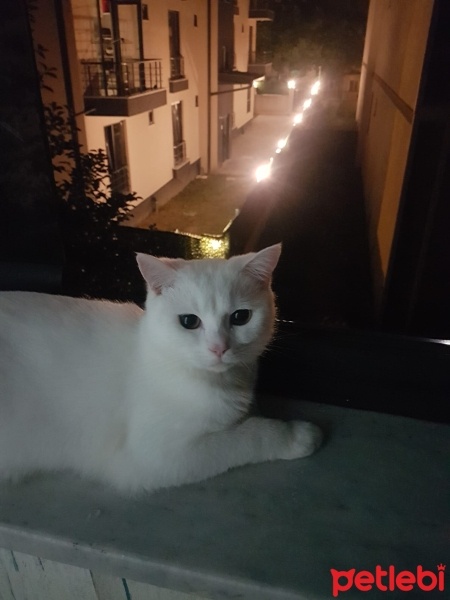 British Shorthair, Kedi  BuLuT fotoğrafı