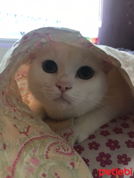 British Shorthair, Kedi  BuLuT fotoğrafı