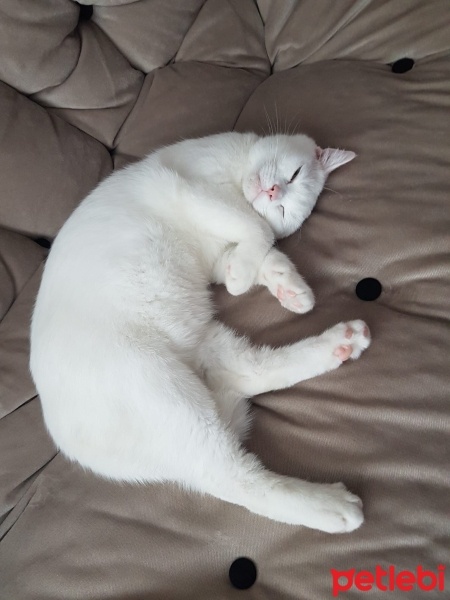 British Shorthair, Kedi  BuLuT fotoğrafı