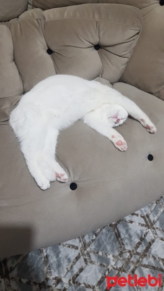British Shorthair, Kedi  BuLuT fotoğrafı