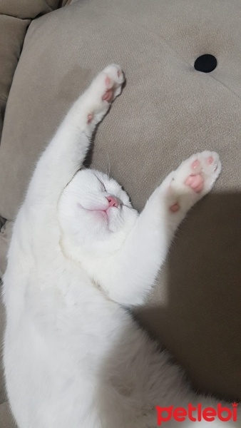 British Shorthair, Kedi  BuLuT fotoğrafı
