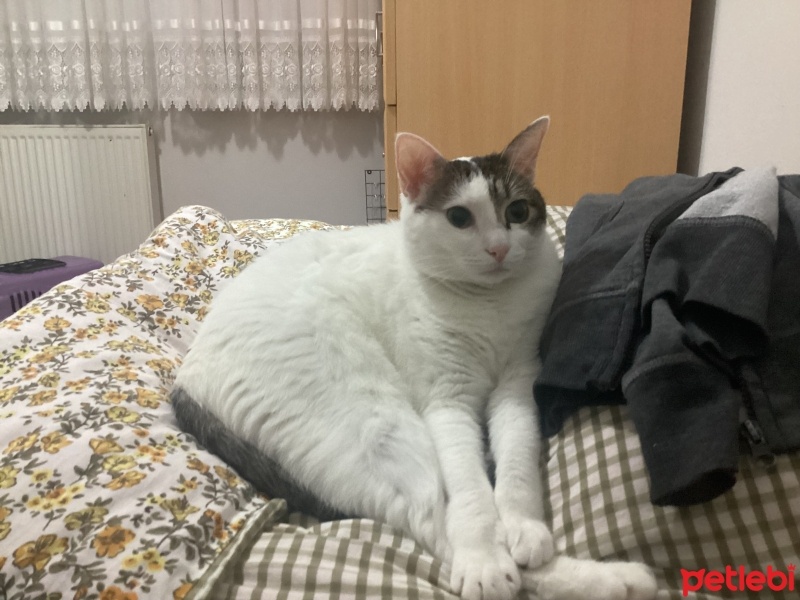 Tekir Kedi, Kedi  Kaymak fotoğrafı