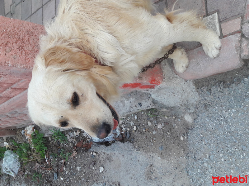 Golden Retriever, Köpek  Çakıl fotoğrafı