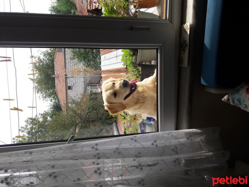 Golden Retriever, Köpek  Çakıl fotoğrafı