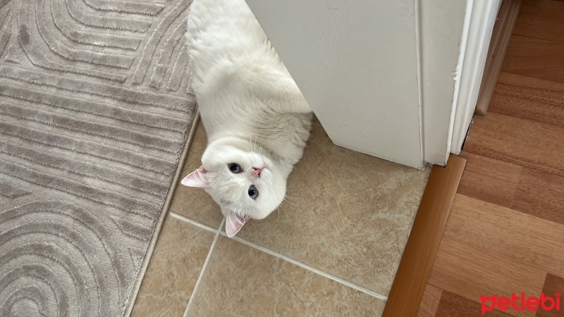 British Shorthair, Kedi  Sade fotoğrafı