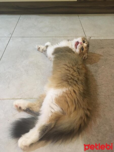 Scottish Fold, Kedi  Pera fotoğrafı