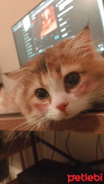 Scottish Fold, Kedi  Pera fotoğrafı