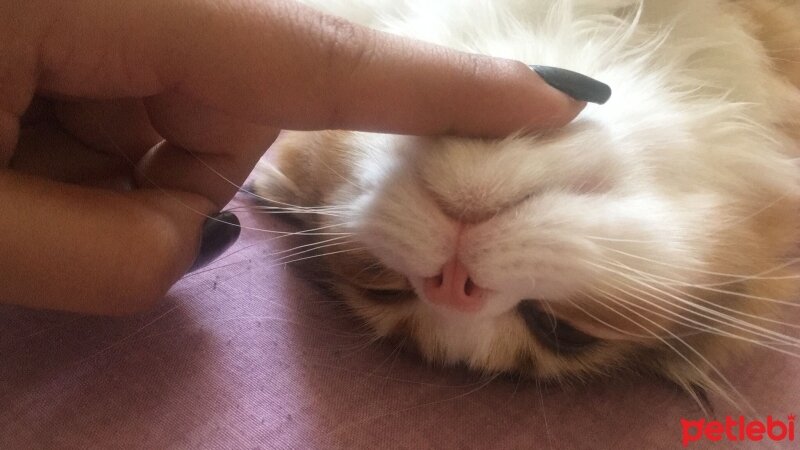 Scottish Fold, Kedi  Pera fotoğrafı