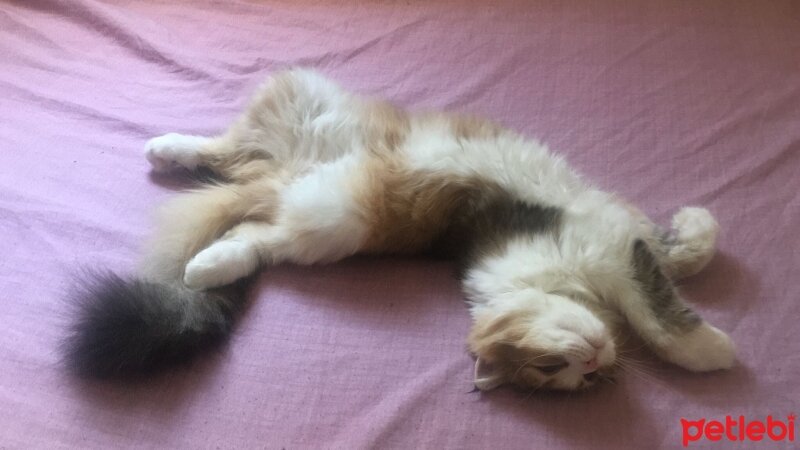 Scottish Fold, Kedi  Pera fotoğrafı