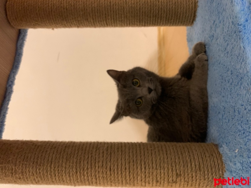 British Shorthair, Kedi  British fotoğrafı