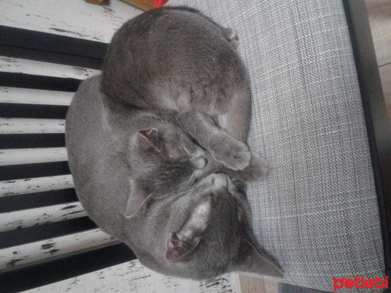Mavi Rus, Kedi  Çaka fotoğrafı