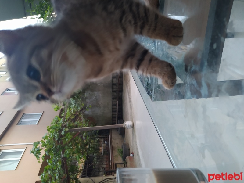 British Shorthair, Kedi  Gece fotoğrafı
