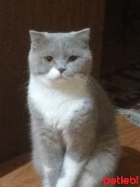 British Shorthair, Kedi  başak fotoğrafı