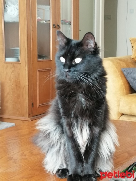 Bombay, Kedi  Güzellik fotoğrafı