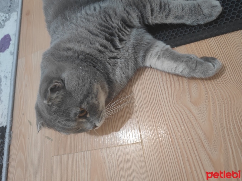 Scottish Fold, Kedi  Silver fotoğrafı