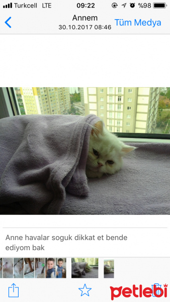 İran Kedisi (Persian), Kedi  Şila fotoğrafı