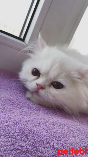 İran Kedisi (Persian), Kedi  Şila fotoğrafı