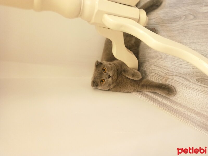 Scottish Fold, Kedi  Rozy fotoğrafı