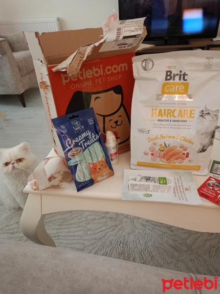 İran Kedisi (Persian), Kedi  Pamuk fotoğrafı