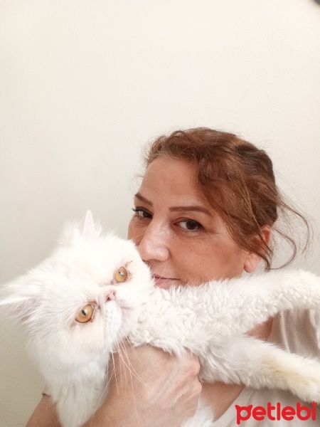 İran Kedisi (Persian), Kedi  Pamuk fotoğrafı