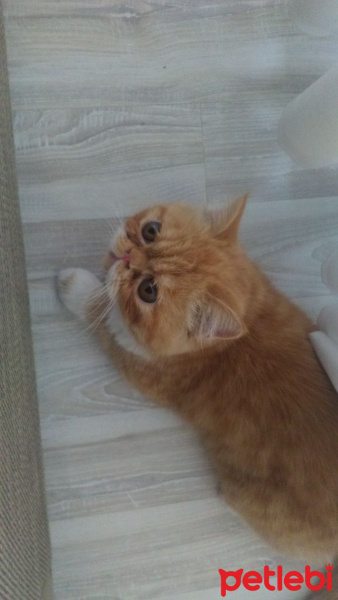 Exotic Shorthair, Kedi  Limon fotoğrafı