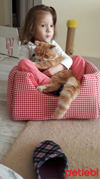 Exotic Shorthair, Kedi  Limon fotoğrafı