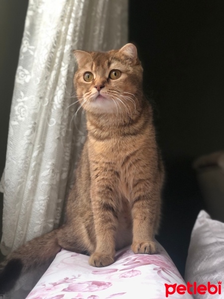Scottish Fold, Kedi  Pati Bubu fotoğrafı