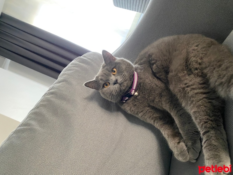 British Shorthair, Kedi  Ücretsiz Pablo fotoğrafı