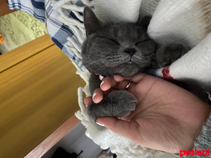 British Shorthair, Kedi  Ücretsiz Pablo fotoğrafı