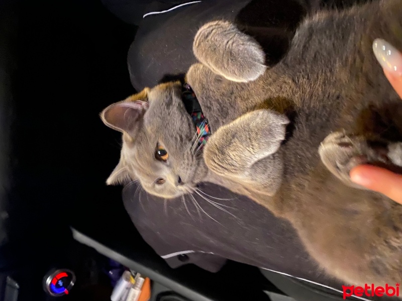 British Shorthair, Kedi  Ücretsiz Pablo fotoğrafı