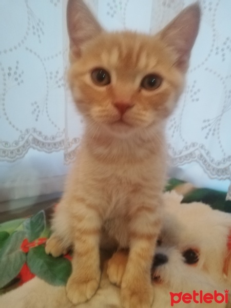 British Longhair, Kedi  Sarıbey fotoğrafı