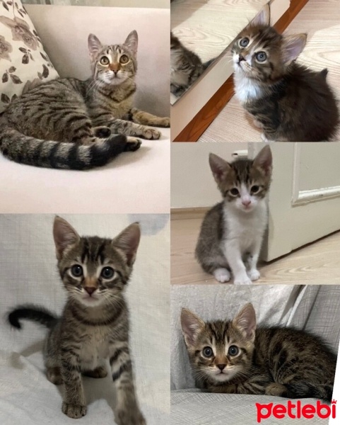 Tekir Kedi, Kedi  İsimleri henüz yok fotoğrafı