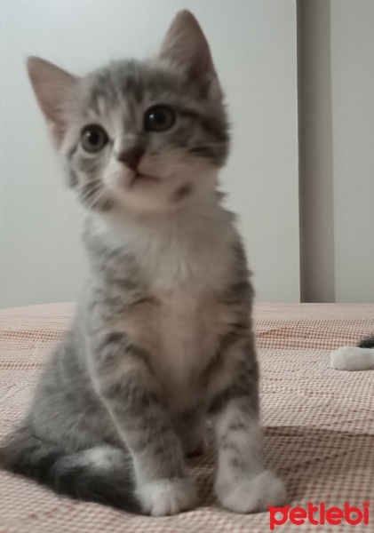 Tekir Kedi, Kedi  Minik tekir fotoğrafı