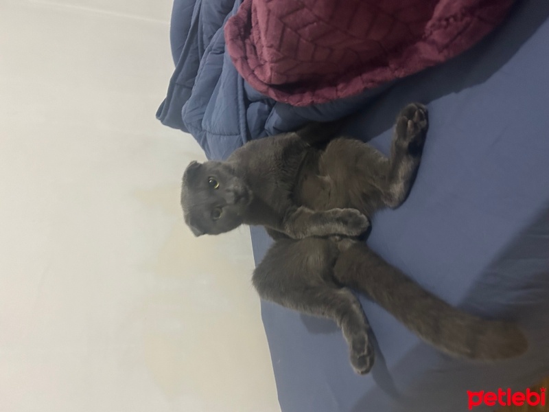 Scottish Fold, Kedi  Asil fotoğrafı