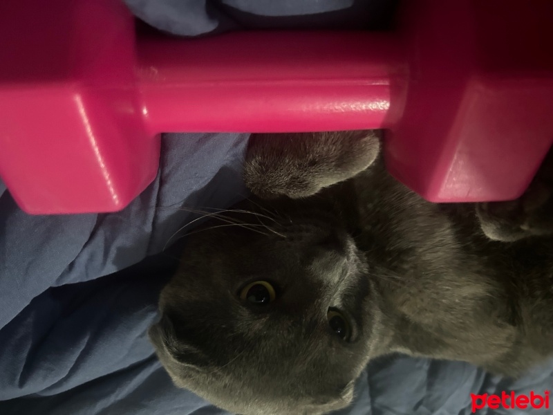 Scottish Fold, Kedi  Asil fotoğrafı