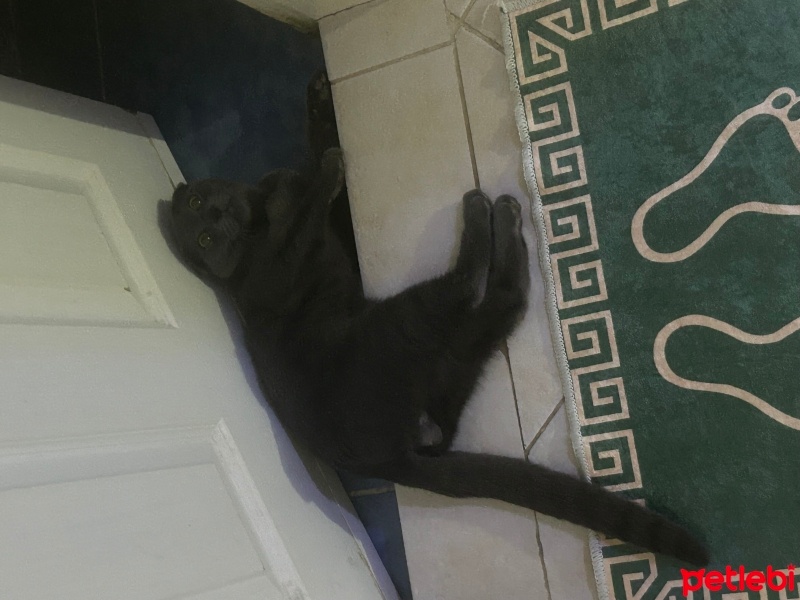 Scottish Fold, Kedi  Asil fotoğrafı