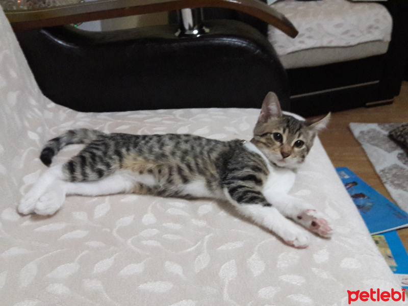 Tekir Kedi, Kedi  Zilli fotoğrafı