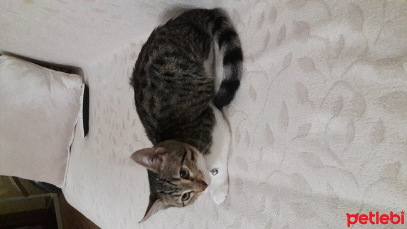 Tekir Kedi, Kedi  Zilli fotoğrafı