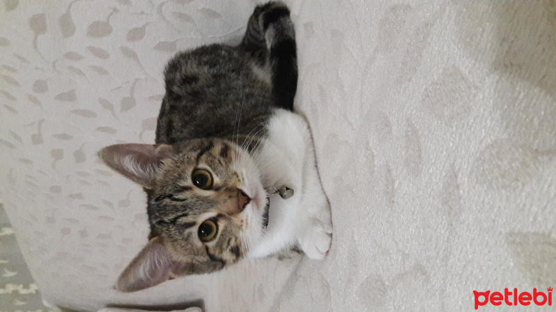 Tekir Kedi, Kedi  Zilli fotoğrafı