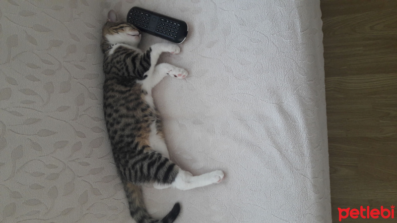 Tekir Kedi, Kedi  Zilli fotoğrafı