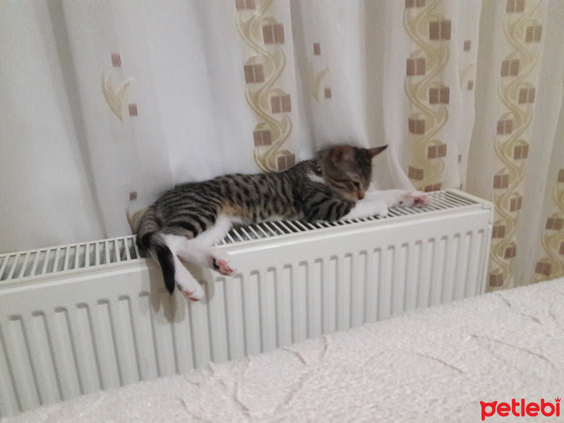 Tekir Kedi, Kedi  Zilli fotoğrafı