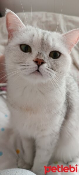 British Shorthair, Kedi  Pamuk fotoğrafı